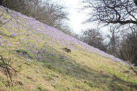 Küchenschellei Peppenkum null